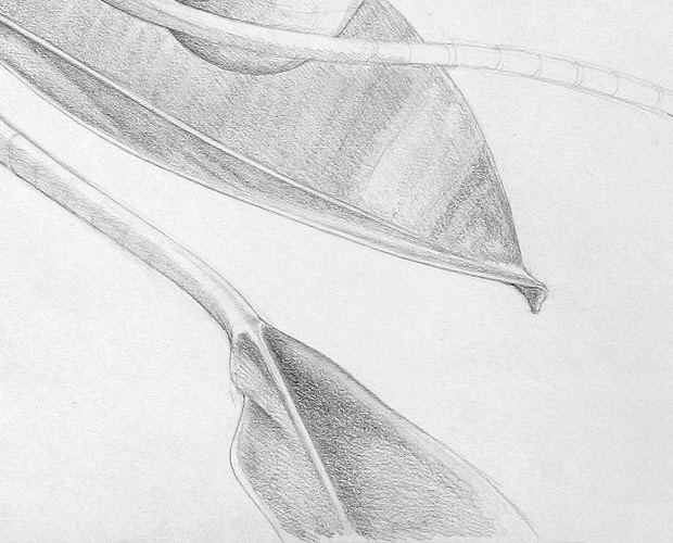 Typical Branch End - Detail of Drawing 4