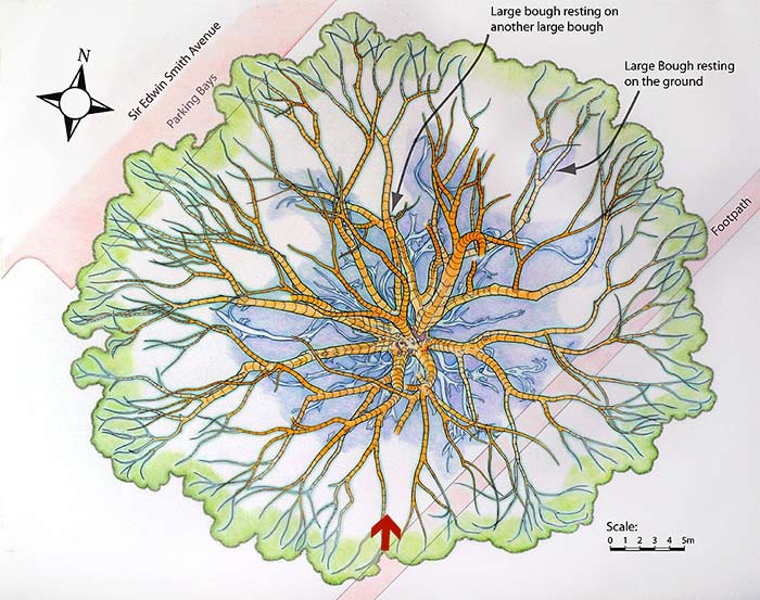 Direction of viewing point shown on a map of the buttress roots and main lower boughs.