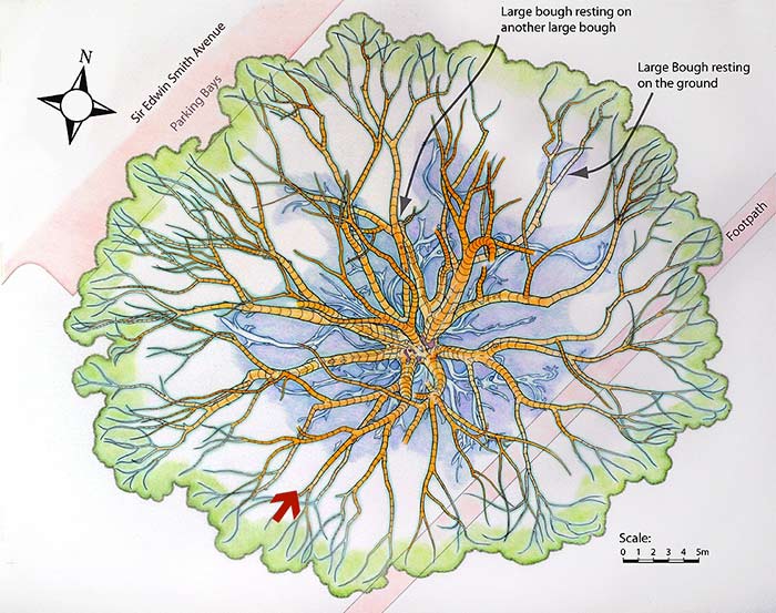 Direction of viewing point shown on a map of the buttress roots and main lower boughs.