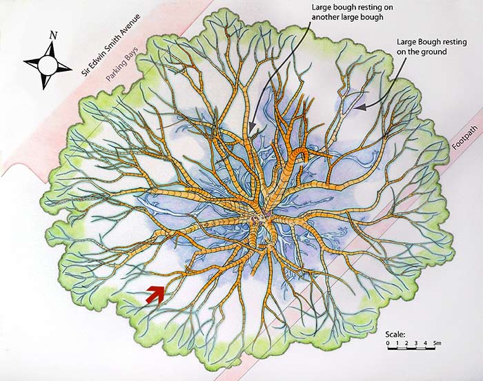 Direction of viewing point shown on a map of the buttress roots and main lower boughs.