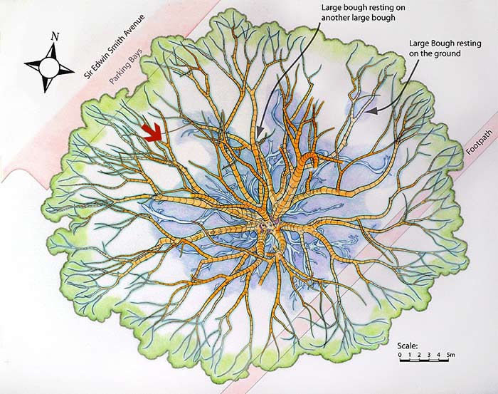 Direction of viewing point shown on a map of the buttress roots and main lower boughs.