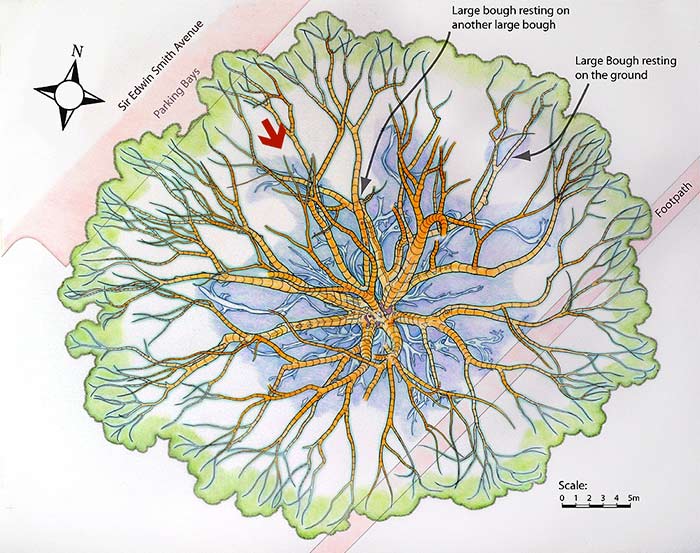 Direction of viewing point shown on a map of the buttress roots and main lower boughs.