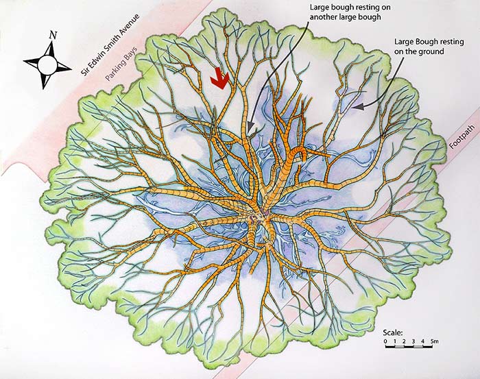 Direction of viewing point shown on a map of the buttress roots and main lower boughs.