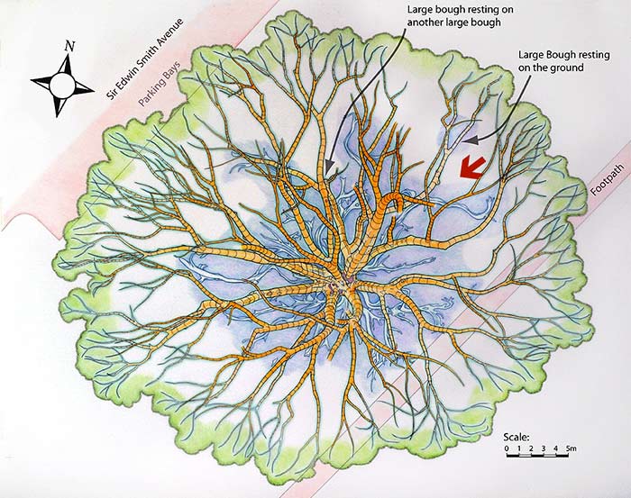 Direction of viewing point shown on a map of the buttress roots and main lower boughs.