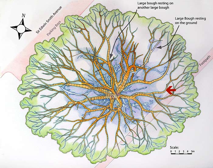 Direction of viewing point shown on a map of the buttress roots and main lower boughs.