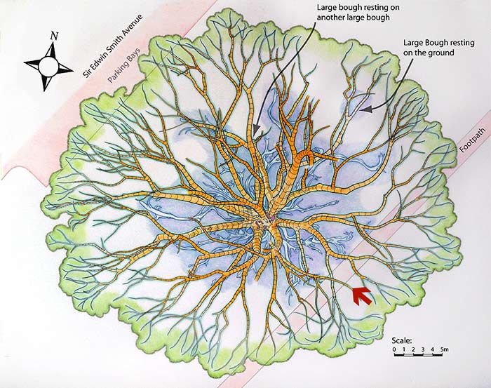 Direction of viewing point shown on a map of the buttress roots and main lower boughs.