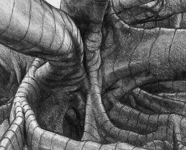 Study with Boughs and Buttress Roots Coming Forward - Detail 1