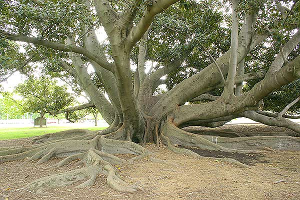 A photographic view of the subject in 2006 from a similar direction to that used for the drawing above.