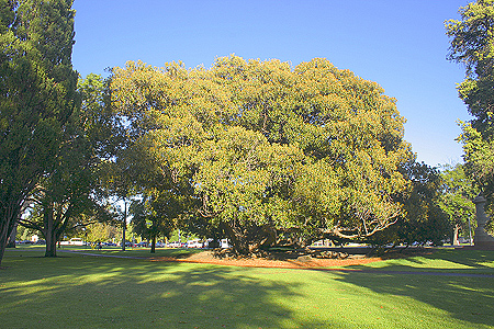 View of the project's Moreton Bay Fig Tree