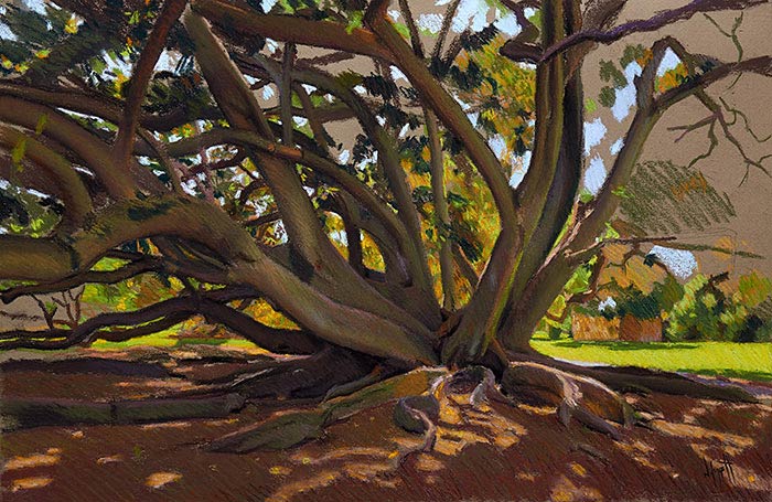 Pastel Of Moreton Bay Fig tree