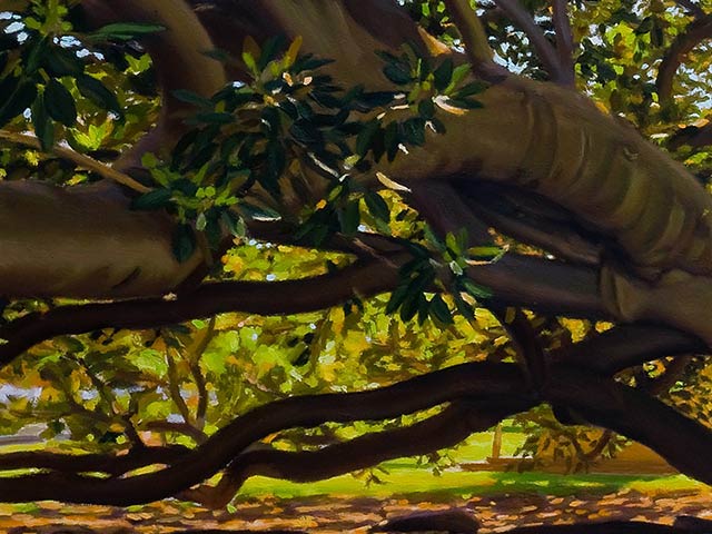 Under A Sunlit Canopy in Angas Gardens - Detail 3
