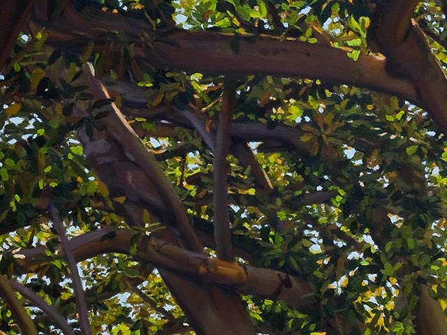 Under A Sunlit Canopy in Angas Gardens - Detail 5