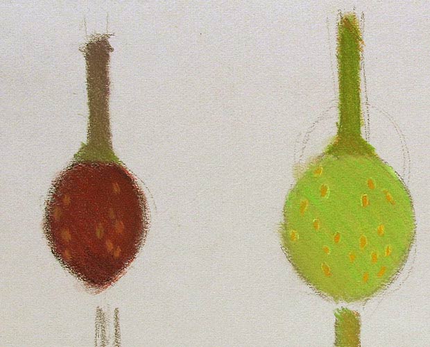 Colour Studies of Fruit at Different Stages - Detail 1