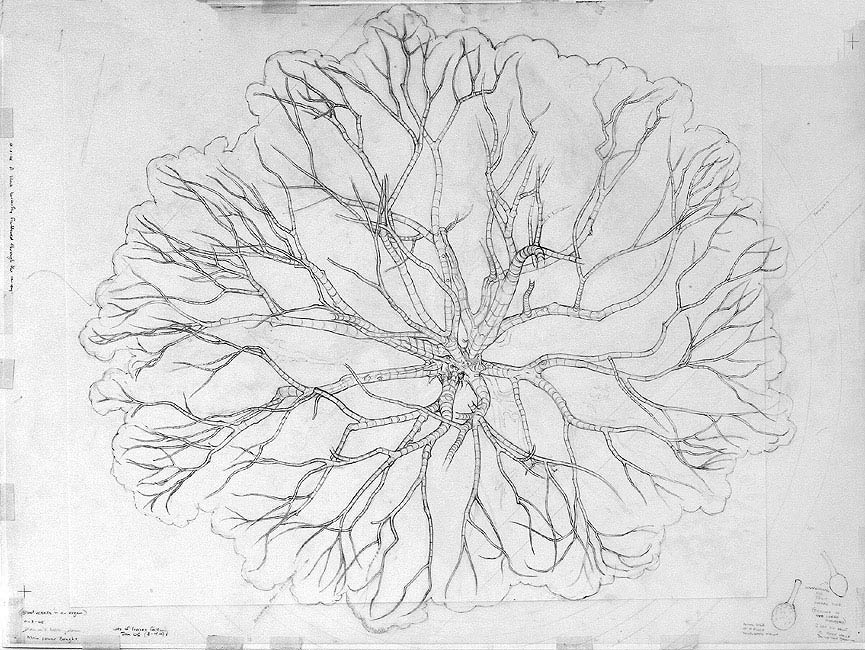 A Map of the Main Lower Boughs (showing the layer underneath) - The same drawing, but with the layers underneath covered with paper
