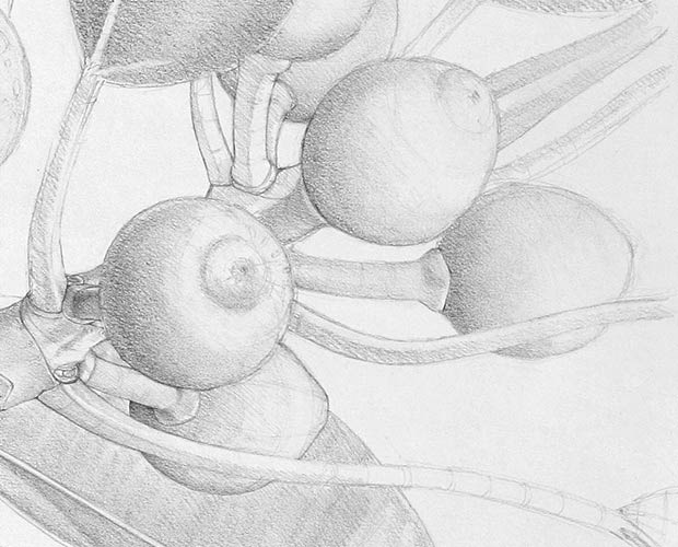 Typical Branch End - Detail of Drawing 2