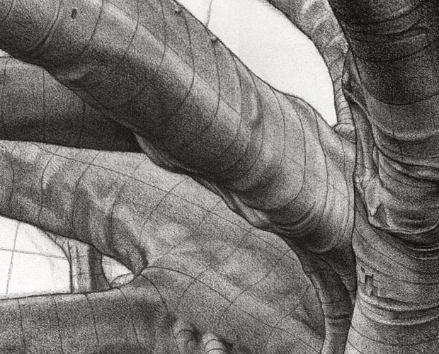 Inner Strength - Moreton Bay Fig Tree, Adelaide Parklands - Detail 2