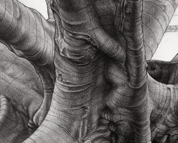 Inner Strength - Moreton Bay Fig Tree, Adelaide Parklands - Detail 3