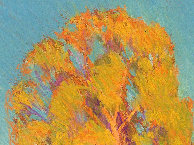 Old Tamarisk Pines in Afternoon Sunlight - Detail 1