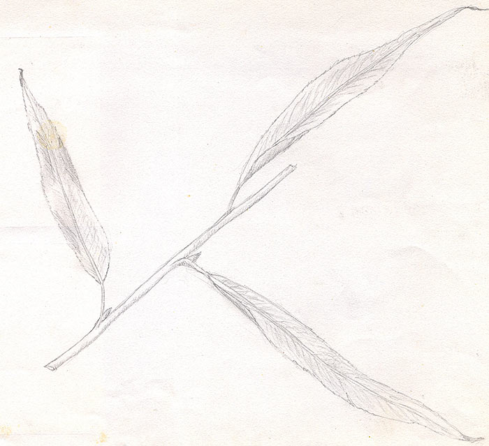 Leaves