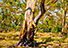 Small Tree in Ferguson Conservation Park